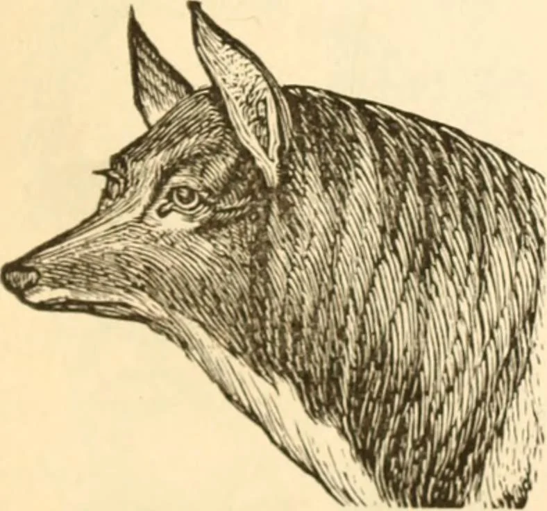 An illustration from Physiognomy illustrated ; or, Nature's revelations of character : a description of the mental, moral, and volitive dispositions of mankind, as manifested in the human form and countenance, 1891, leaf 220