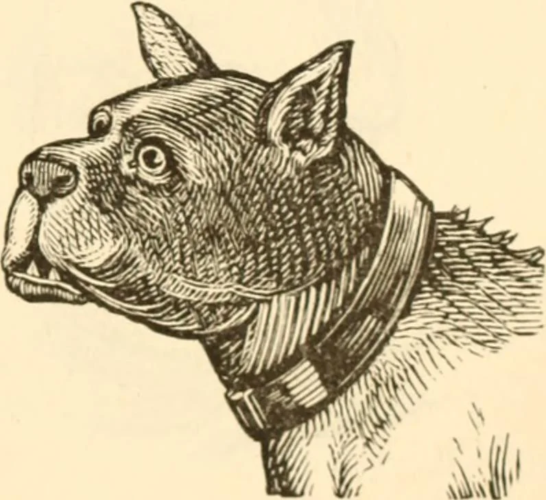 An illustration from Physiognomy illustrated ; or, Nature's revelations of character : a description of the mental, moral, and volitive dispositions of mankind, as manifested in the human form and countenance, 1891, leaf 220
