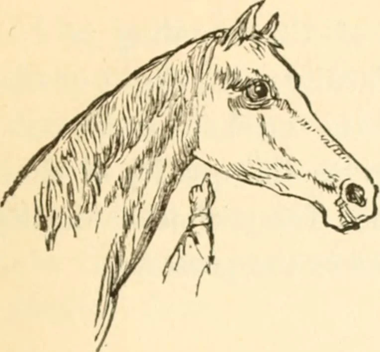An illustration from Physiognomy illustrated ; or, Nature's revelations of character : a description of the mental, moral, and volitive dispositions of mankind, as manifested in the human form and countenance, 1891, leaf 232