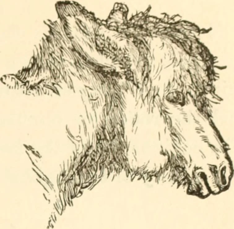 An illustration from Physiognomy illustrated ; or, Nature's revelations of character : a description of the mental, moral, and volitive dispositions of mankind, as manifested in the human form and countenance, 1891, leaf 232