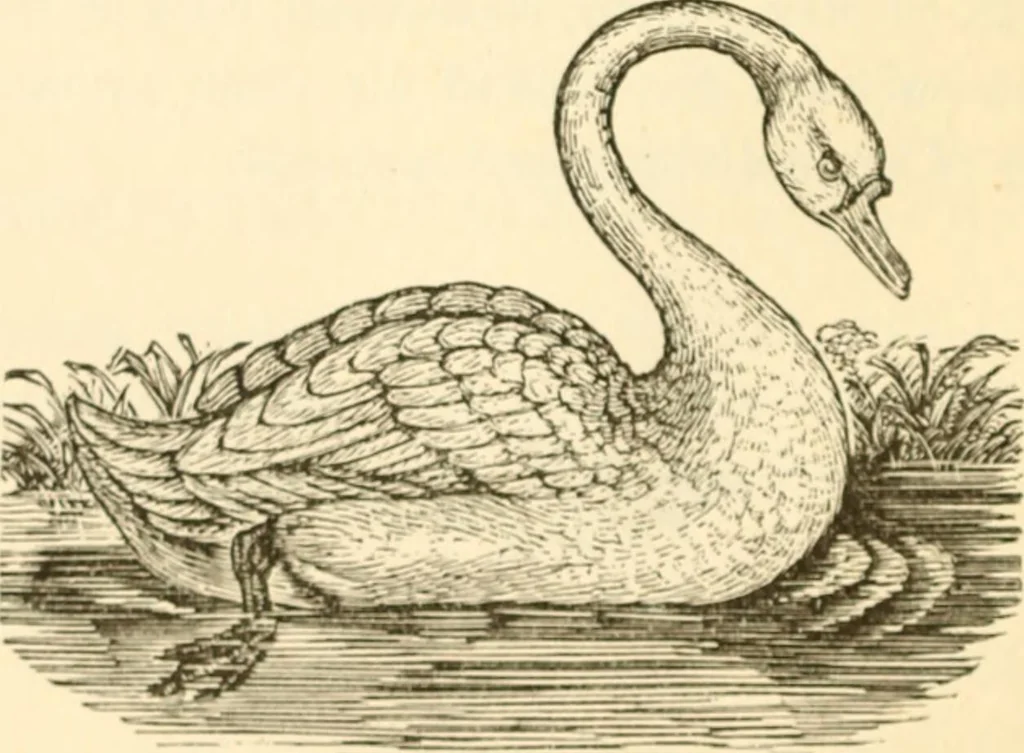 An illustration from Physiognomy illustrated ; or, Nature's revelations of character : a description of the mental, moral, and volitive dispositions of mankind, as manifested in the human form and countenance, 1891, leaf 267