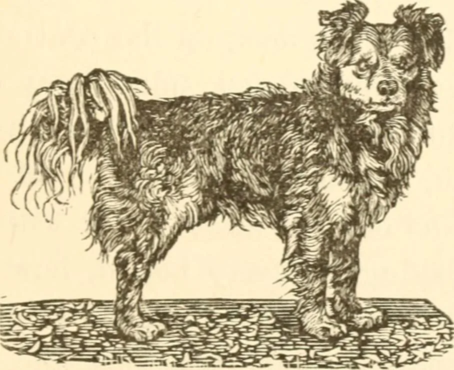 An illustration from Physiognomy illustrated ; or, Nature's revelations of character : a description of the mental, moral, and volitive dispositions of mankind, as manifested in the human form and countenance, 1891, leaf 390