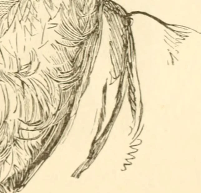 An illustration from Physiognomy illustrated ; or, Nature's revelations of character : a description of the mental, moral, and volitive dispositions of mankind, as manifested in the human form and countenance, 1891, leaf 486