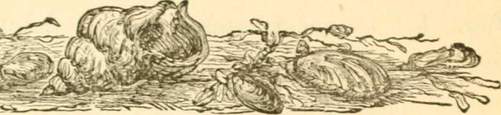 An illustration from Physiognomy illustrated ; or, Nature's revelations of character : a description of the mental, moral, and volitive dispositions of mankind, as manifested in the human form and countenance, 1891, leaf 509