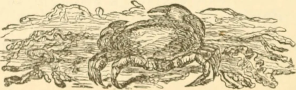 An illustration from Physiognomy illustrated ; or, Nature's revelations of character : a description of the mental, moral, and volitive dispositions of mankind, as manifested in the human form and countenance, 1891, leaf 521