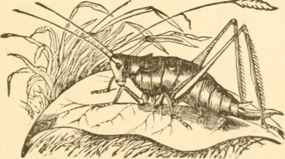 An illustration from Physiognomy illustrated ; or, Nature's revelations of character : a description of the mental, moral, and volitive dispositions of mankind, as manifested in the human form and countenance, 1891, leaf 572