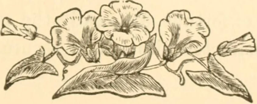 An illustration from Physiognomy illustrated ; or, Nature's revelations of character : a description of the mental, moral, and volitive dispositions of mankind, as manifested in the human form and countenance, 1891, leaf 580