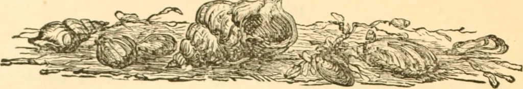 An illustration from Physiognomy illustrated ; or, Nature's revelations of character : a description of the mental, moral, and volitive dispositions of mankind, as manifested in the human form and countenance, 1891, leaf 599