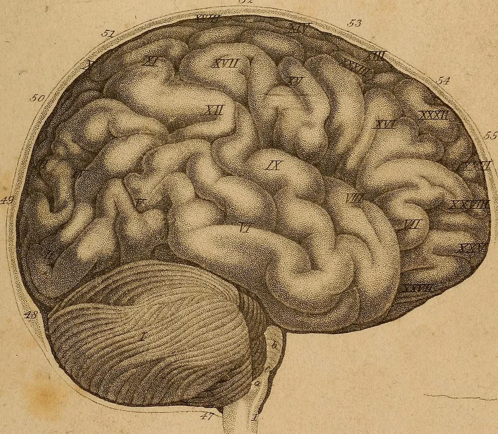 An illustration from The physiognomical system of Drs. Gall and Spurzheim; founded on an anatomical and physiological examination of the nervous system in general, and of the brain in particular; and indicating the dispositions and manifestations of the mind, 1815, leaf 598