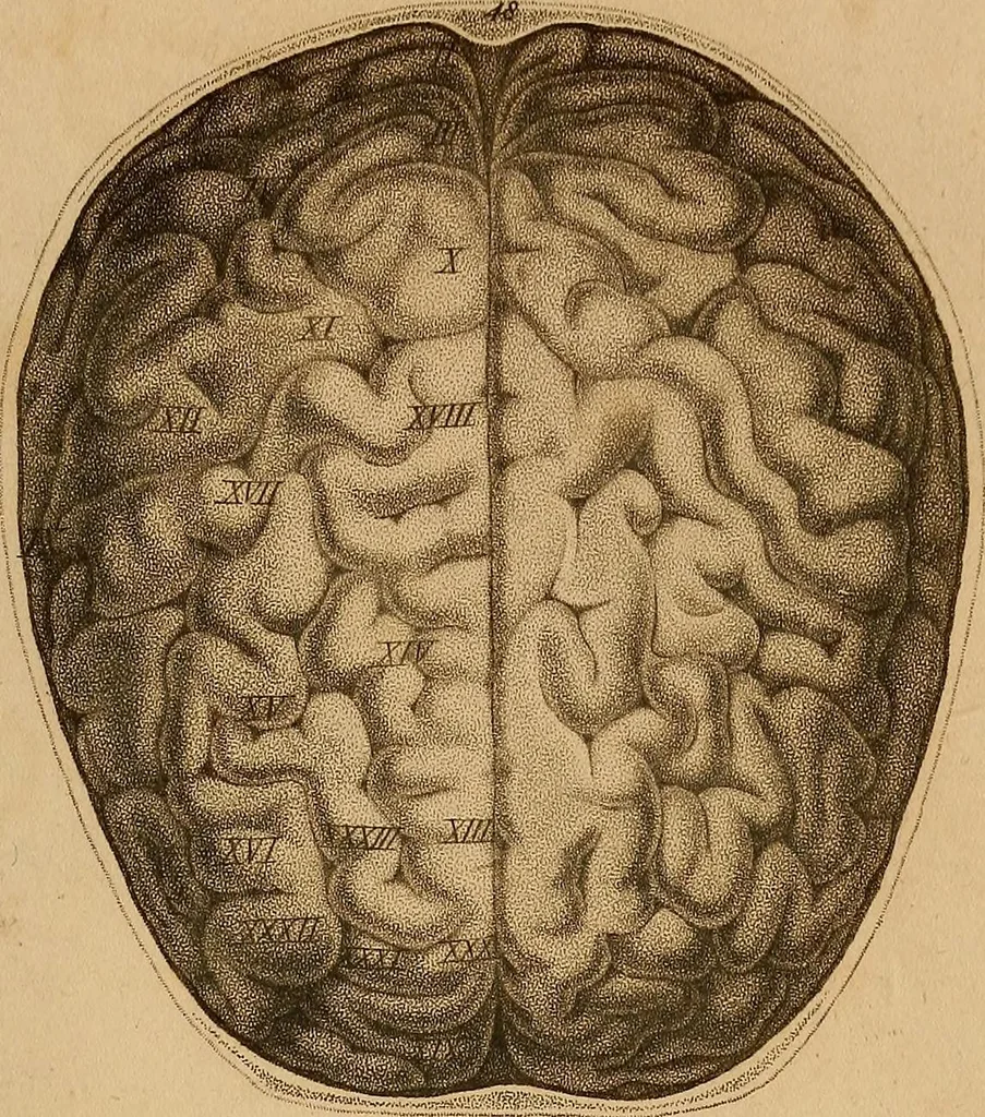 An illustration from The physiognomical system of Drs. Gall and Spurzheim; founded on an anatomical and physiological examination of the nervous system in general, and of the brain in particular; and indicating the dispositions and manifestations of the mind, 1815, leaf 600