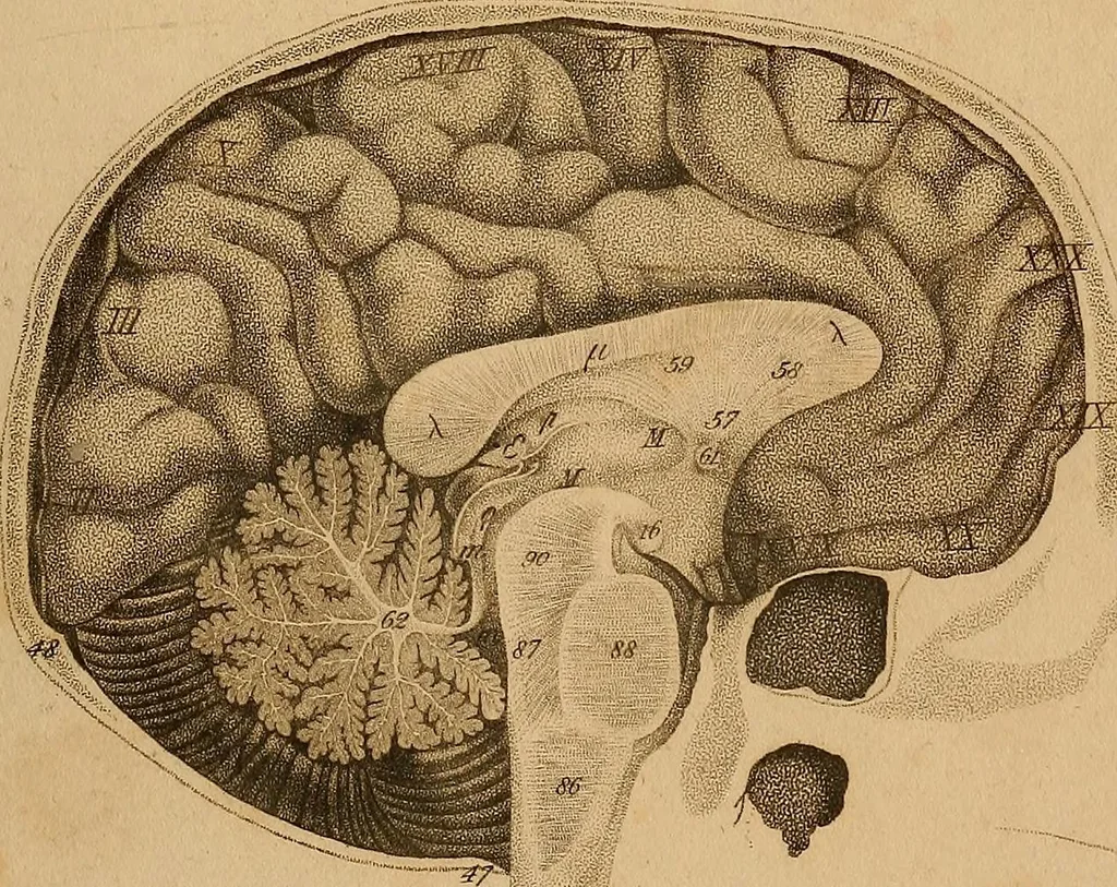 An illustration from The physiognomical system of Drs. Gall and Spurzheim; founded on an anatomical and physiological examination of the nervous system in general, and of the brain in particular; and indicating the dispositions and manifestations of the mind, 1815, leaf 600