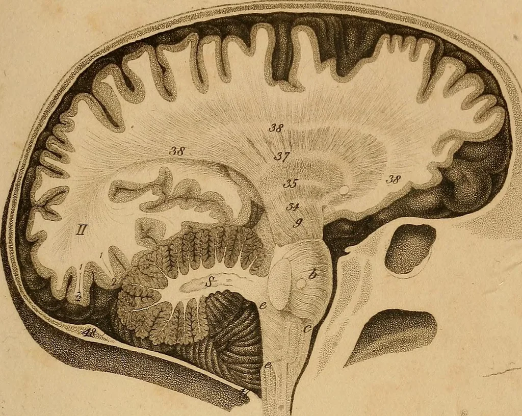 An illustration from The physiognomical system of Drs. Gall and Spurzheim; founded on an anatomical and physiological examination of the nervous system in general, and of the brain in particular; and indicating the dispositions and manifestations of the mind, 1815, leaf 602
