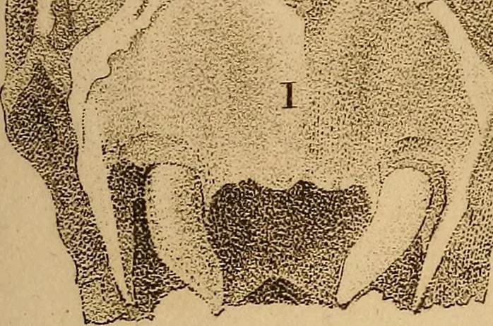 An illustration from The physiognomical system of Drs. Gall and Spurzheim; founded on an anatomical and physiological examination of the nervous system in general, and of the brain in particular; and indicating the dispositions and manifestations of the mind, 1815, leaf 612