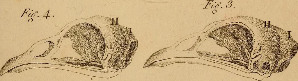 An illustration from The physiognomical system of Drs. Gall and Spurzheim; founded on an anatomical and physiological examination of the nervous system in general, and of the brain in particular; and indicating the dispositions and manifestations of the mind, 1815, leaf 612