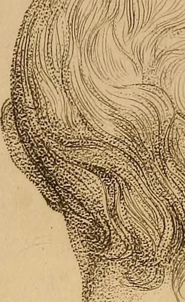 An illustration from The physiognomical system of Drs. Gall and Spurzheim; founded on an anatomical and physiological examination of the nervous system in general, and of the brain in particular; and indicating the dispositions and manifestations of the mind, 1815, leaf 614