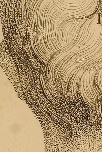 An illustration from The physiognomical system of Drs. Gall and Spurzheim; founded on an anatomical and physiological examination of the nervous system in general, and of the brain in particular; and indicating the dispositions and manifestations of the mind, 1815, leaf 614
