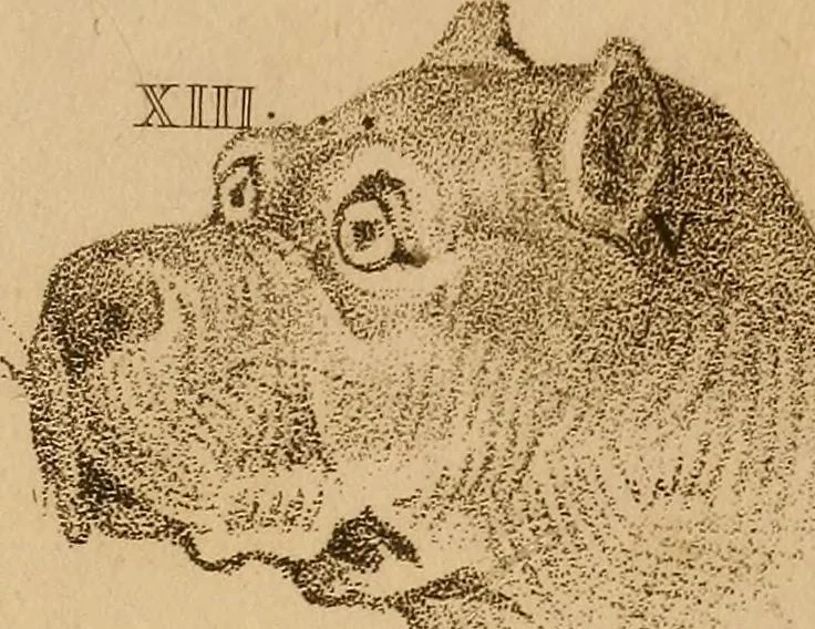 An illustration from The physiognomical system of Drs. Gall and Spurzheim; founded on an anatomical and physiological examination of the nervous system in general, and of the brain in particular; and indicating the dispositions and manifestations of the mind, 1815, leaf 616