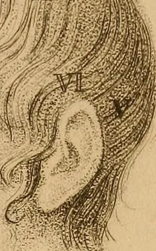 An illustration from The physiognomical system of Drs. Gall and Spurzheim; founded on an anatomical and physiological examination of the nervous system in general, and of the brain in particular; and indicating the dispositions and manifestations of the mind, 1815, leaf 618