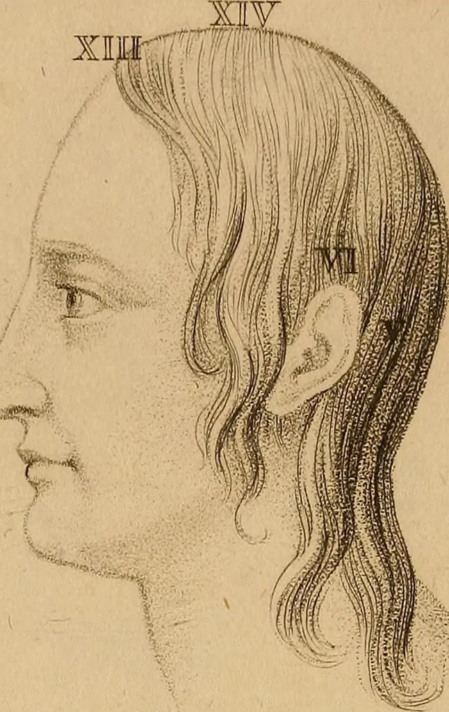 An illustration from The physiognomical system of Drs. Gall and Spurzheim; founded on an anatomical and physiological examination of the nervous system in general, and of the brain in particular; and indicating the dispositions and manifestations of the mind, 1815, leaf 620