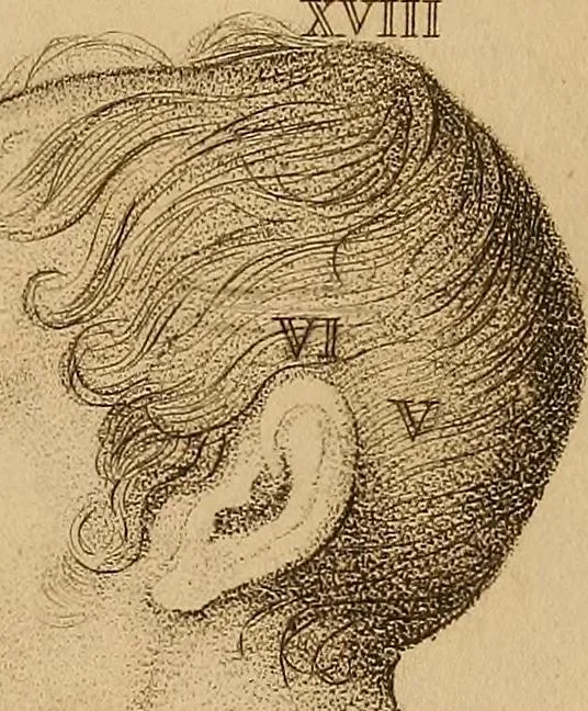An illustration from The physiognomical system of Drs. Gall and Spurzheim; founded on an anatomical and physiological examination of the nervous system in general, and of the brain in particular; and indicating the dispositions and manifestations of the mind, 1815, leaf 620