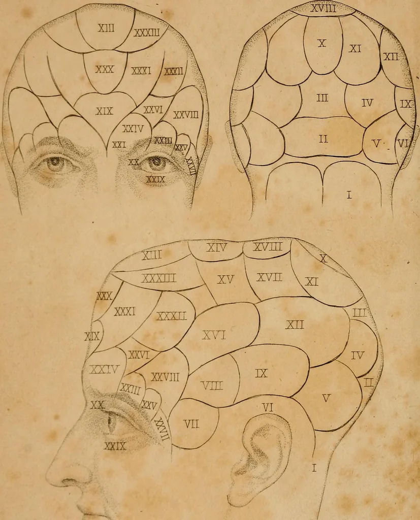 An illustration from The physiognomical system of Drs. Gall and Spurzheim; founded on an anatomical and physiological examination of the nervous system in general, and of the brain in particular; and indicating the dispositions and manifestations of the mind, 1815, leaf 7