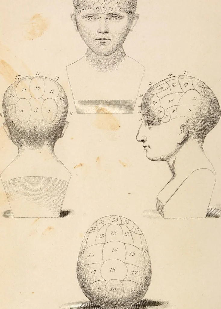 An illustration from Physiognomy founded on physiology, and applied to various countries, professions, and individuals;, 1834, leaf 261