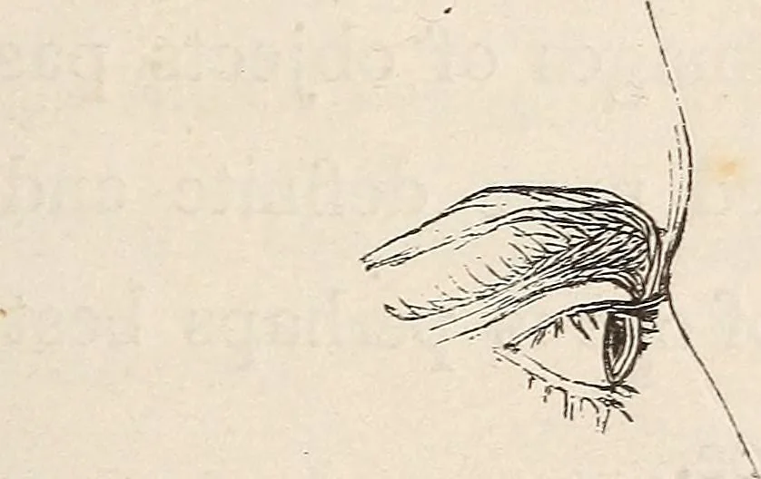 An illustration from Physiognomy founded on physiology, and applied to various countries, professions, and individuals;, 1834, leaf 320