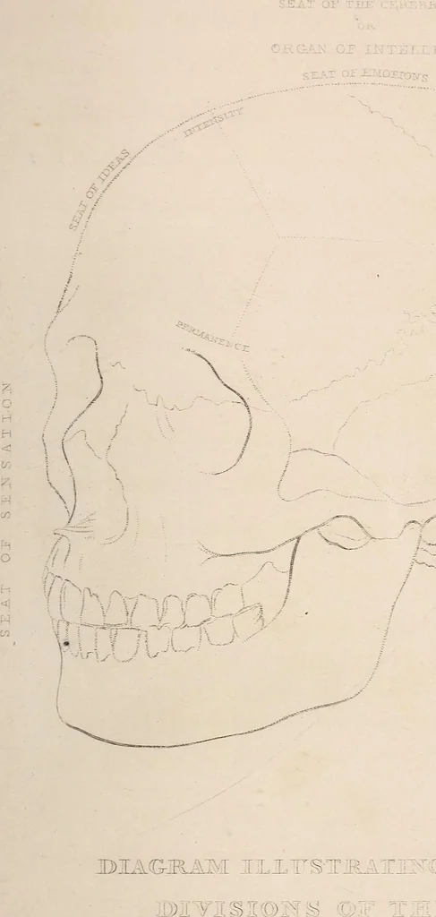 An illustration from Physiognomy founded on physiology, and applied to various countries, professions, and individuals;, 1834, leaf 36