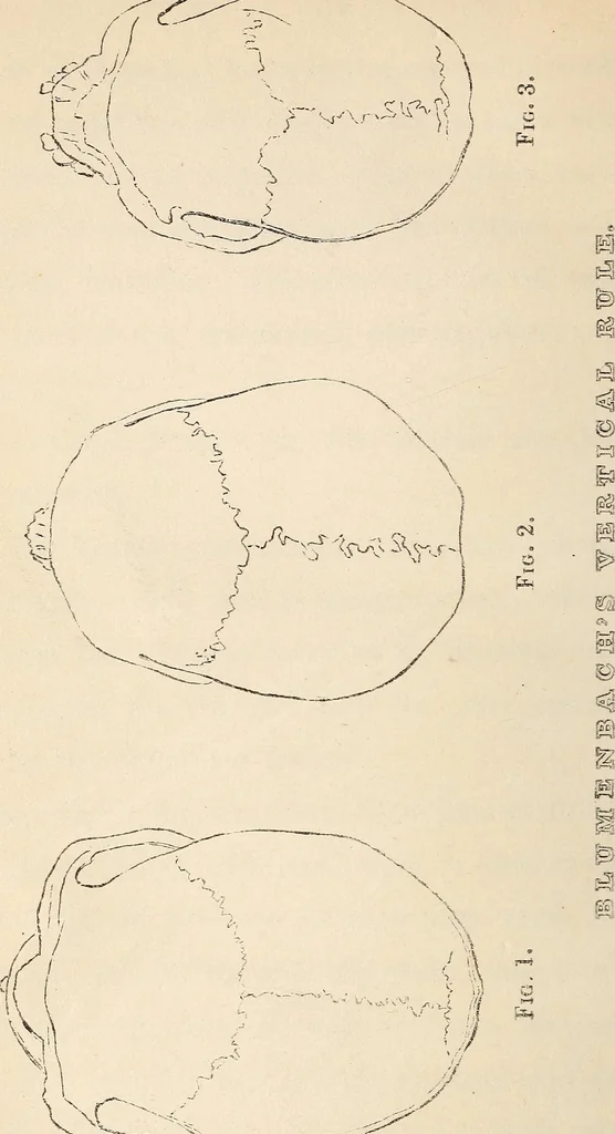 An illustration from Physiognomy founded on physiology, and applied to various countries, professions, and individuals;, 1834, leaf 93