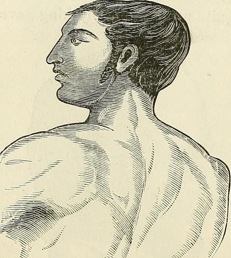 An illustration from Physiognomy illustrated; or, nature's revelations of character. A description of the mental, moral, and volitive dispositions of mankind, as manifested in the human form and countenance, 1887, leaf 115