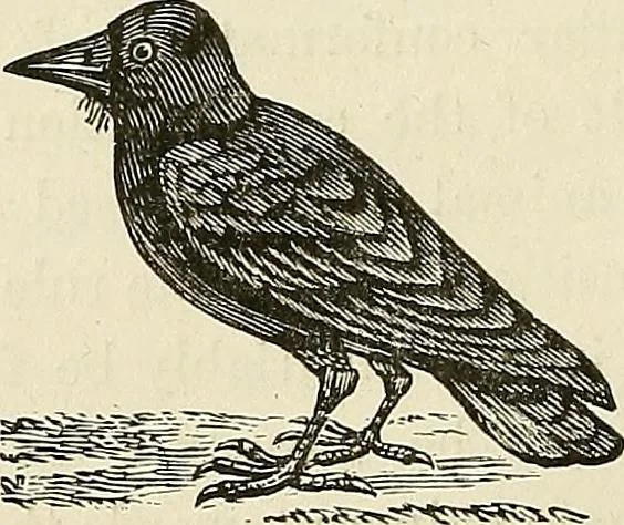 An illustration from Physiognomy illustrated; or, nature's revelations of character. A description of the mental, moral, and volitive dispositions of mankind, as manifested in the human form and countenance, 1887, leaf 169