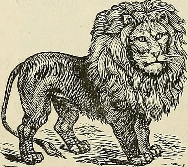 An illustration from Physiognomy illustrated; or, nature's revelations of character. A description of the mental, moral, and volitive dispositions of mankind, as manifested in the human form and countenance, 1887, leaf 177