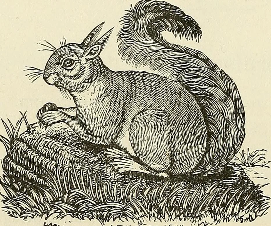 An illustration from Physiognomy illustrated; or, nature's revelations of character. A description of the mental, moral, and volitive dispositions of mankind, as manifested in the human form and countenance, 1887, leaf 179