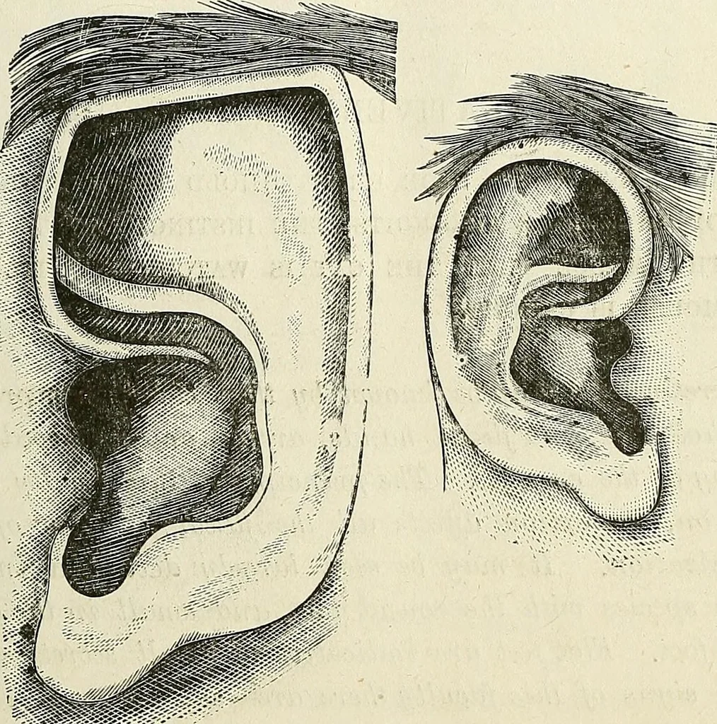 An illustration from Physiognomy illustrated; or, nature's revelations of character. A description of the mental, moral, and volitive dispositions of mankind, as manifested in the human form and countenance, 1887, leaf 182