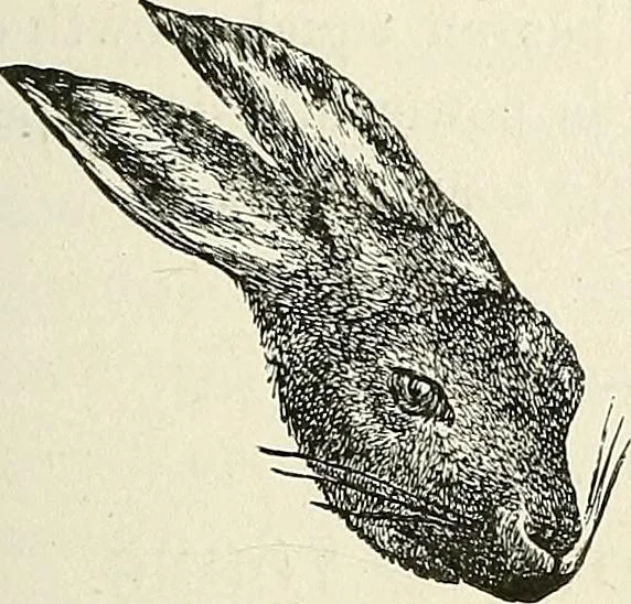 An illustration from Physiognomy illustrated; or, nature's revelations of character. A description of the mental, moral, and volitive dispositions of mankind, as manifested in the human form and countenance, 1887, leaf 196