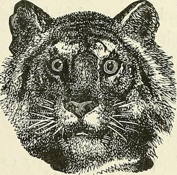 An illustration from Physiognomy illustrated; or, nature's revelations of character. A description of the mental, moral, and volitive dispositions of mankind, as manifested in the human form and countenance, 1887, leaf 196