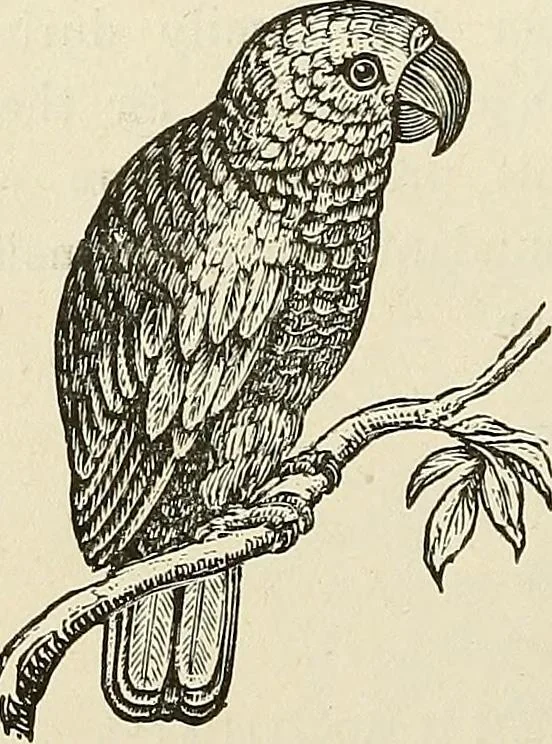 An illustration from Physiognomy illustrated; or, nature's revelations of character. A description of the mental, moral, and volitive dispositions of mankind, as manifested in the human form and countenance, 1887, leaf 199