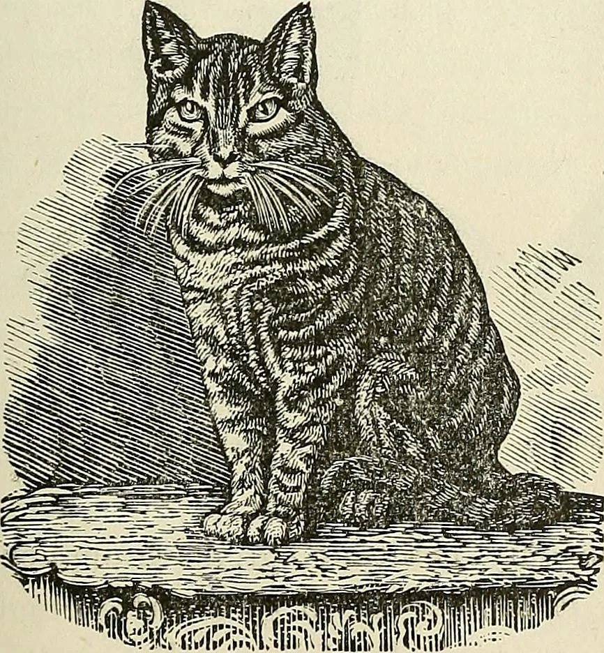 An illustration from Physiognomy illustrated; or, nature's revelations of character. A description of the mental, moral, and volitive dispositions of mankind, as manifested in the human form and countenance, 1887, leaf 204