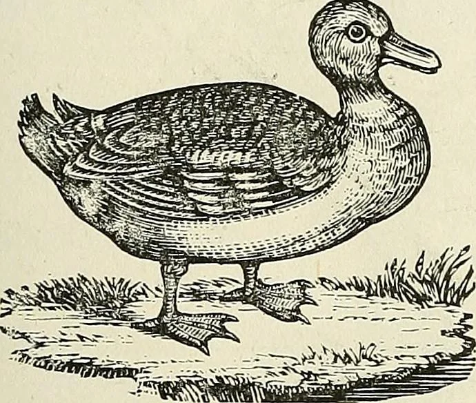 An illustration from Physiognomy illustrated; or, nature's revelations of character. A description of the mental, moral, and volitive dispositions of mankind, as manifested in the human form and countenance, 1887, leaf 206