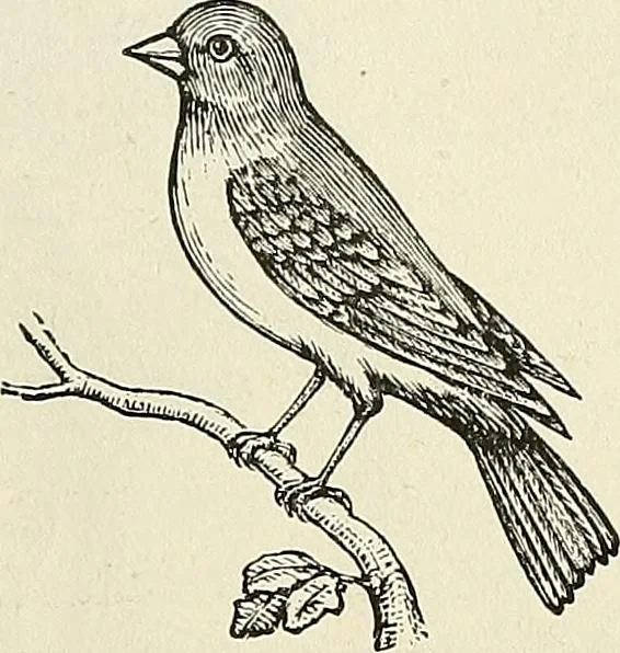 An illustration from Physiognomy illustrated; or, nature's revelations of character. A description of the mental, moral, and volitive dispositions of mankind, as manifested in the human form and countenance, 1887, leaf 206