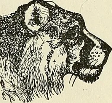 An illustration from Physiognomy illustrated; or, nature's revelations of character. A description of the mental, moral, and volitive dispositions of mankind, as manifested in the human form and countenance, 1887, leaf 208