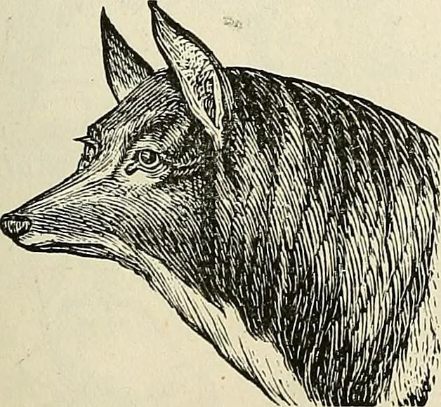 An illustration from Physiognomy illustrated; or, nature's revelations of character. A description of the mental, moral, and volitive dispositions of mankind, as manifested in the human form and countenance, 1887, leaf 222
