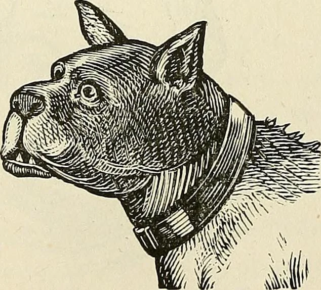 An illustration from Physiognomy illustrated; or, nature's revelations of character. A description of the mental, moral, and volitive dispositions of mankind, as manifested in the human form and countenance, 1887, leaf 222