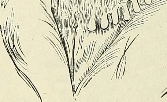 An illustration from Physiognomy illustrated; or, nature's revelations of character. A description of the mental, moral, and volitive dispositions of mankind, as manifested in the human form and countenance, 1887, leaf 224