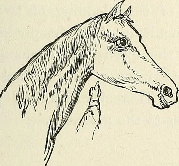 An illustration from Physiognomy illustrated; or, nature's revelations of character. A description of the mental, moral, and volitive dispositions of mankind, as manifested in the human form and countenance, 1887, leaf 234