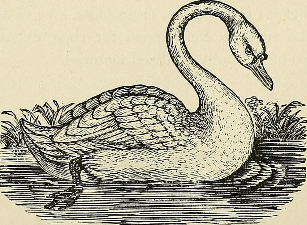 An illustration from Physiognomy illustrated; or, nature's revelations of character. A description of the mental, moral, and volitive dispositions of mankind, as manifested in the human form and countenance, 1887, leaf 269