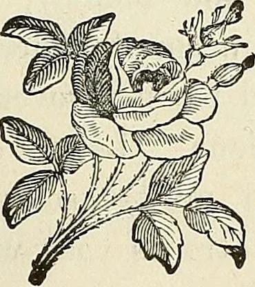 An illustration from Physiognomy illustrated; or, nature's revelations of character. A description of the mental, moral, and volitive dispositions of mankind, as manifested in the human form and countenance, 1887, leaf 338