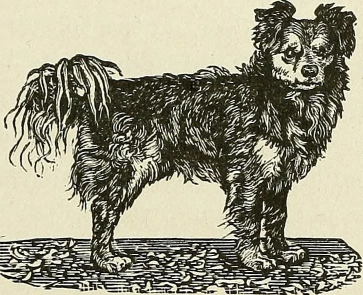 An illustration from Physiognomy illustrated; or, nature's revelations of character. A description of the mental, moral, and volitive dispositions of mankind, as manifested in the human form and countenance, 1887, leaf 392