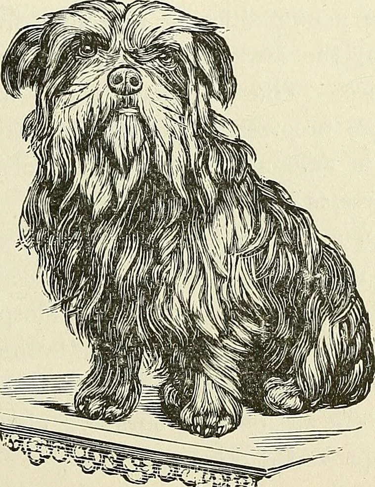 An illustration from Physiognomy illustrated; or, nature's revelations of character. A description of the mental, moral, and volitive dispositions of mankind, as manifested in the human form and countenance, 1887, leaf 510