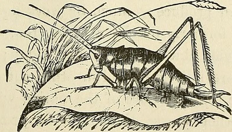 An illustration from Physiognomy illustrated; or, nature's revelations of character. A description of the mental, moral, and volitive dispositions of mankind, as manifested in the human form and countenance, 1887, leaf 574